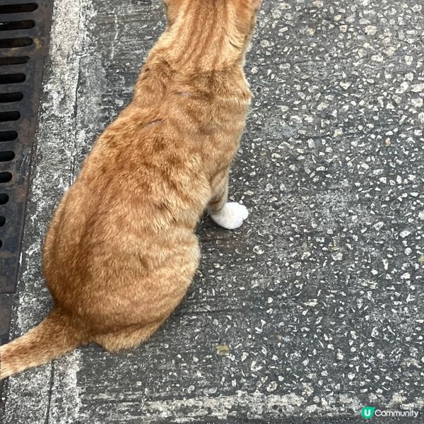 回憶海上生活的大澳日子