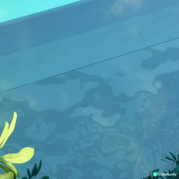 🚶🐶🚢東岸長廊靚景！維港任你行，任你睇！✨