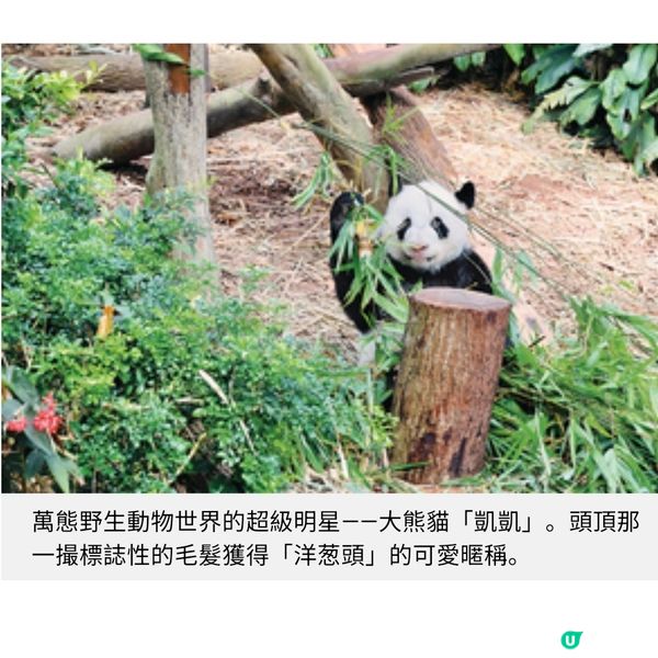 新加坡悅榕集團全新度假村 深入萬態雨林 魔幻風兒童俱樂部