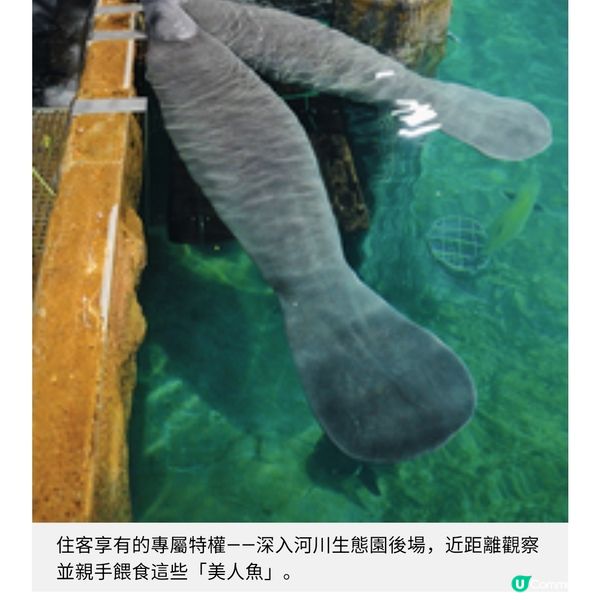 新加坡悅榕集團全新度假村 深入萬態雨林 魔幻風兒童俱樂部