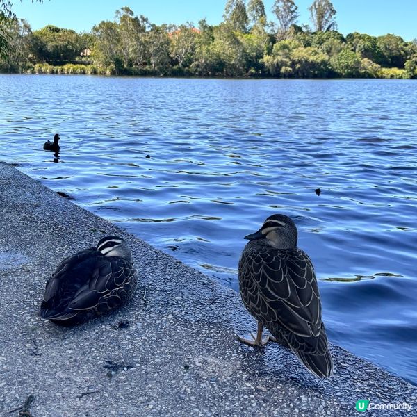 澳洲/布里斯班North Lakes 一日遊懶人包