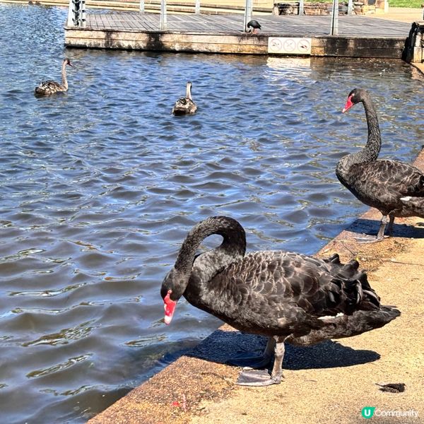 澳洲/布里斯班North Lakes 一日遊懶人包