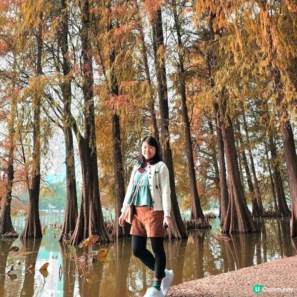 🍂深圳秋日限定‼️😱油畫級落羽杉林 🍁地鐵即到‼️
