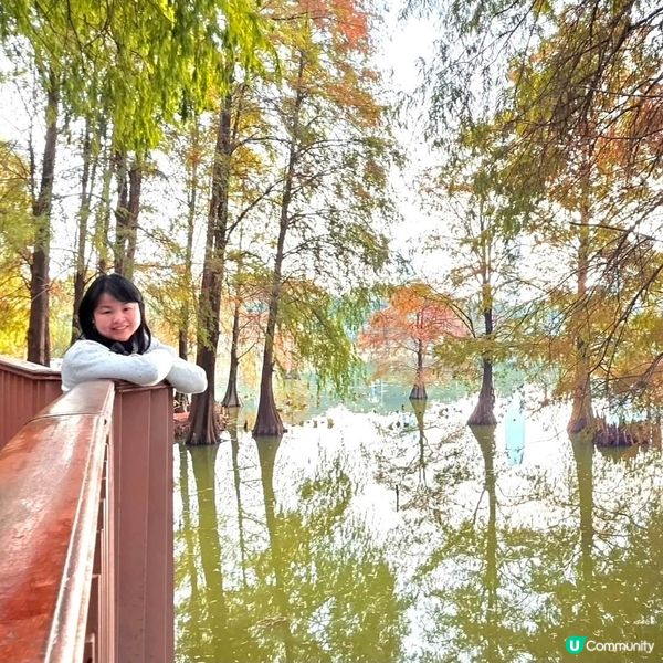 🍂深圳秋日限定‼️😱油畫級落羽杉林 🍁地鐵即到‼️