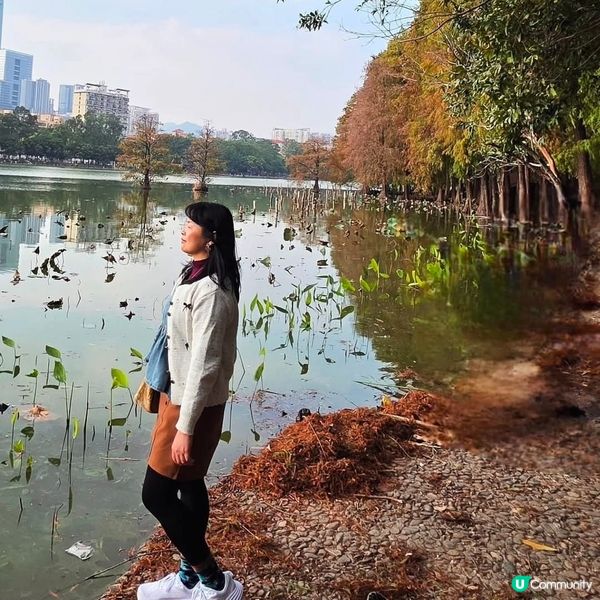 🍂深圳秋日限定‼️😱油畫級落羽杉林 🍁地鐵即到‼️