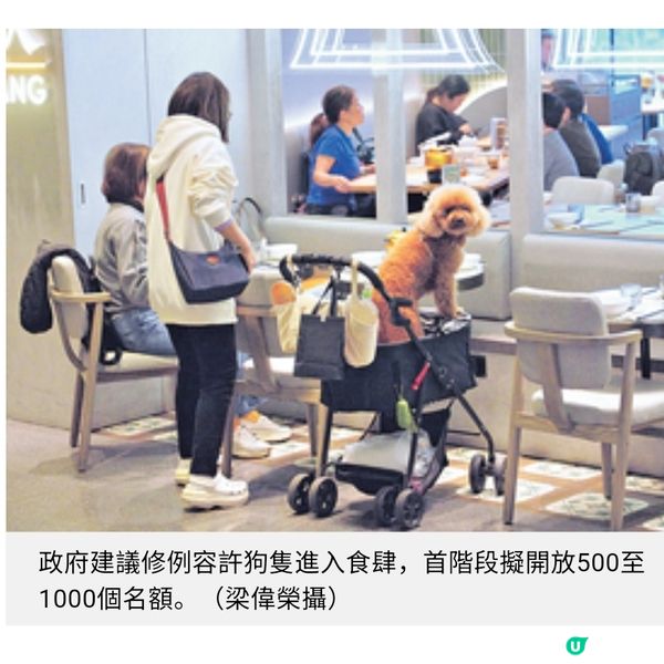 狗准入食肆首批最多千間年中批牌照禁上餐桌煮狗食物