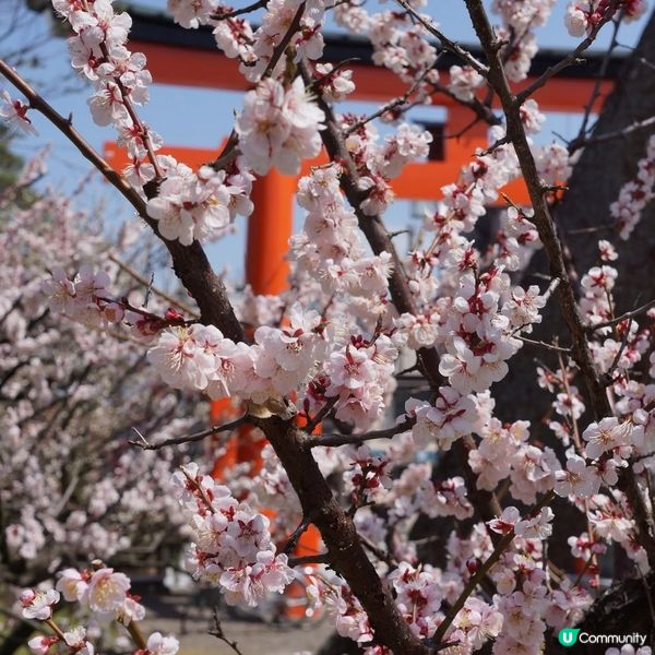 新潟白山梅花盛開！🌸🌸