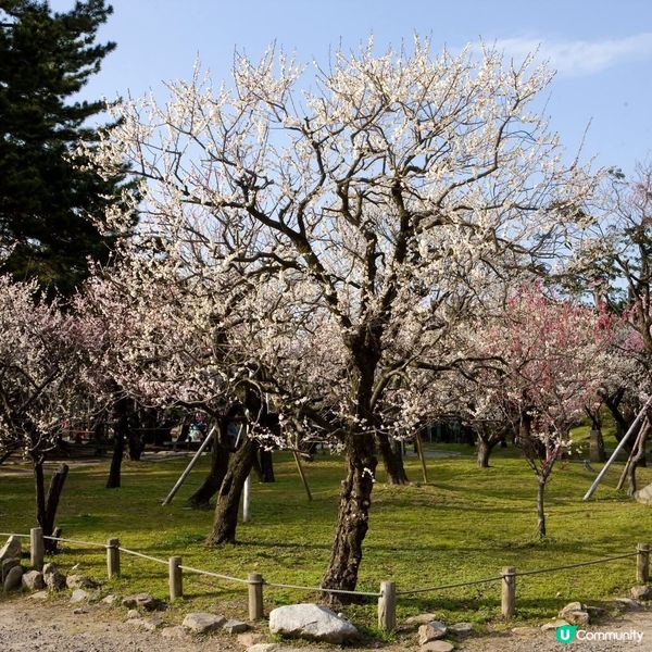 新潟白山梅花盛開！🌸🌸
