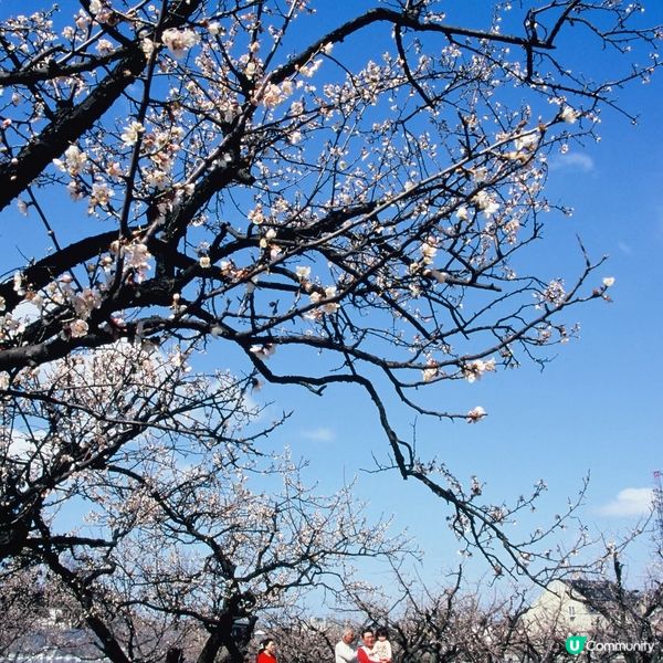 新潟白山梅花盛開！🌸🌸