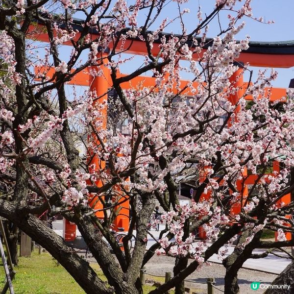 新潟白山梅花盛開！🌸🌸