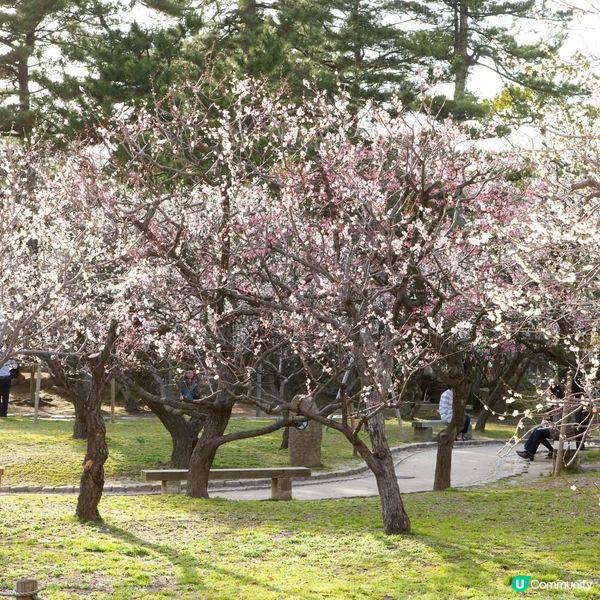 新潟白山梅花盛開！🌸🌸