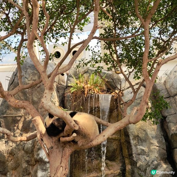 今日牛一！海洋公園探熊貓🐼🥳