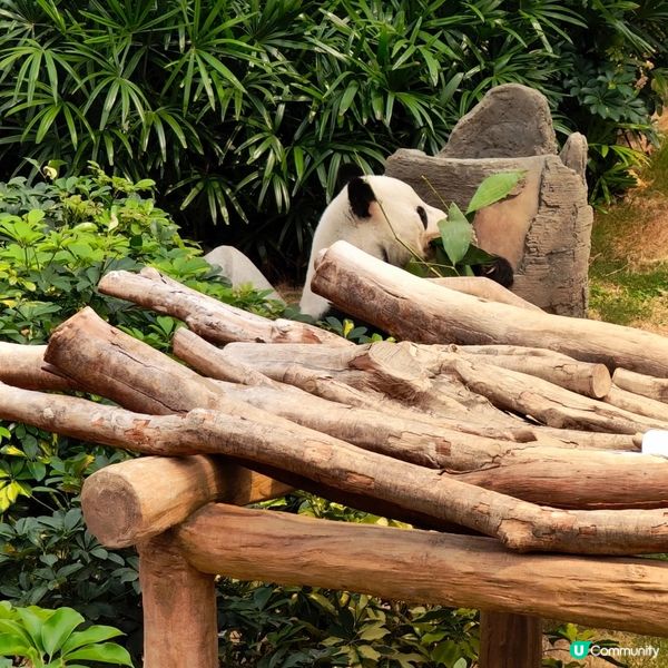 今日牛一！海洋公園探熊貓🐼🥳