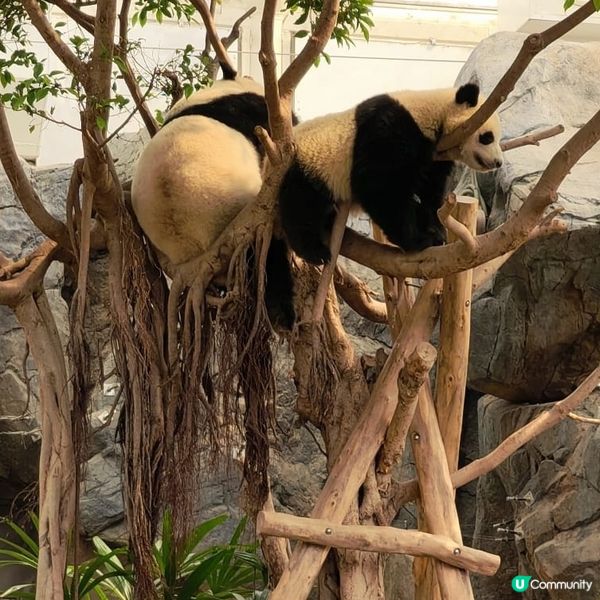 今日牛一！海洋公園探熊貓🐼🥳