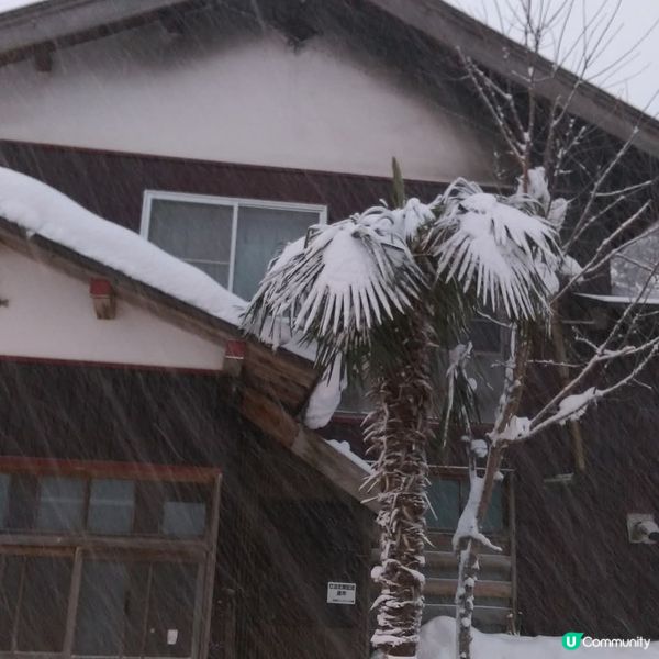 雪國秘境！荻島雪景靚到癲！❄️🏠