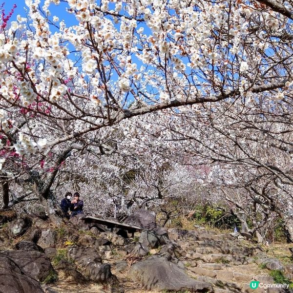 筑波山梅祭2026！賞梅打卡必去！🌸