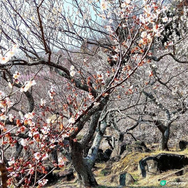 筑波山梅祭2026！賞梅打卡必去！🌸
