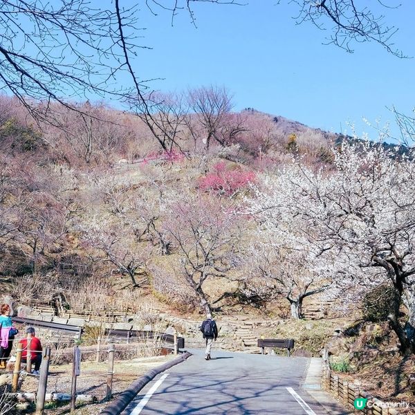 筑波山梅祭2026！賞梅打卡必去！🌸