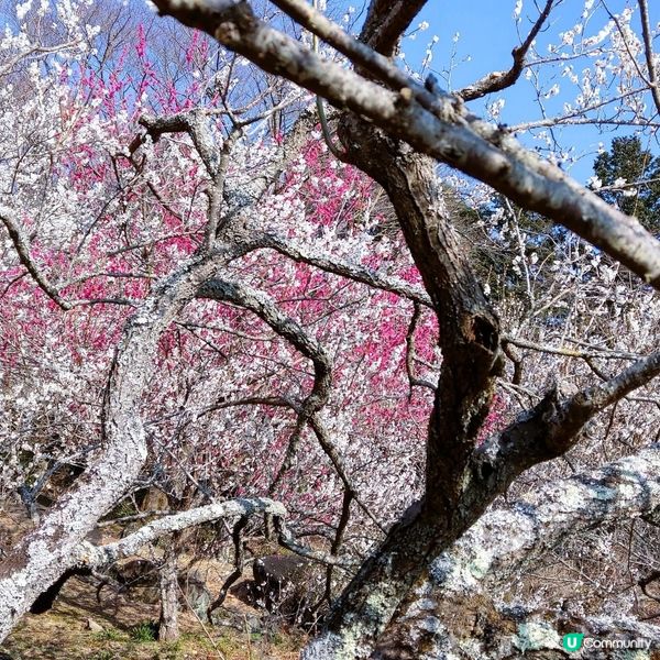 筑波山梅祭2026！賞梅打卡必去！🌸