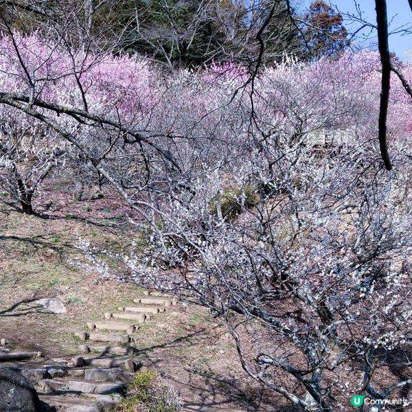 筑波山梅祭2026！賞梅打卡必去！🌸
