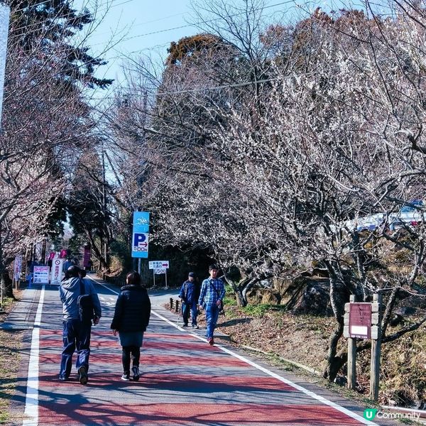 筑波山梅祭2026！賞梅打卡必去！🌸