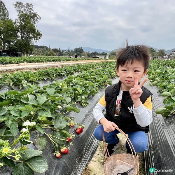 農莊樂！🍓🥕🥬 weekend放鬆好去處！
