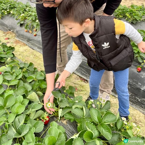 農莊樂！🍓🥕🥬 weekend放鬆好去處！