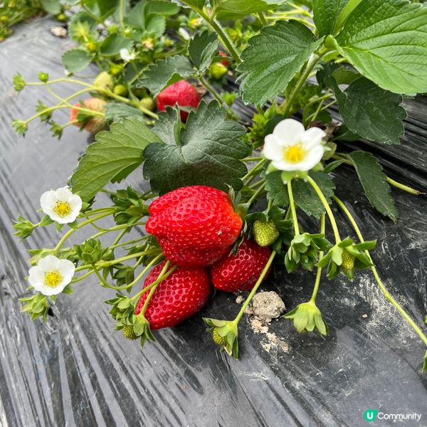 農莊樂！🍓🥕🥬 weekend放鬆好去處！
