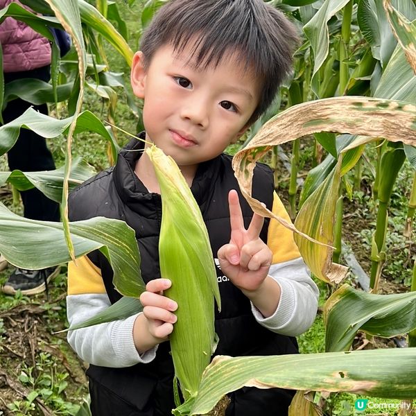 農莊樂！🍓🥕🥬 weekend放鬆好去處！