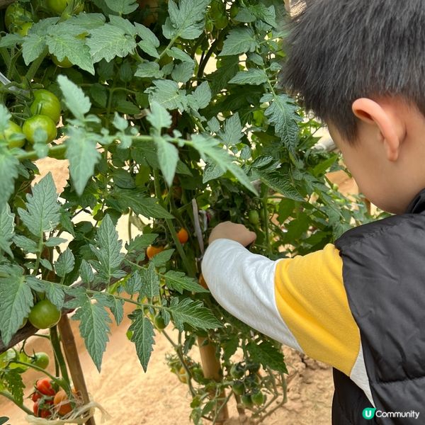 農莊樂！🍓🥕🥬 weekend放鬆好去處！