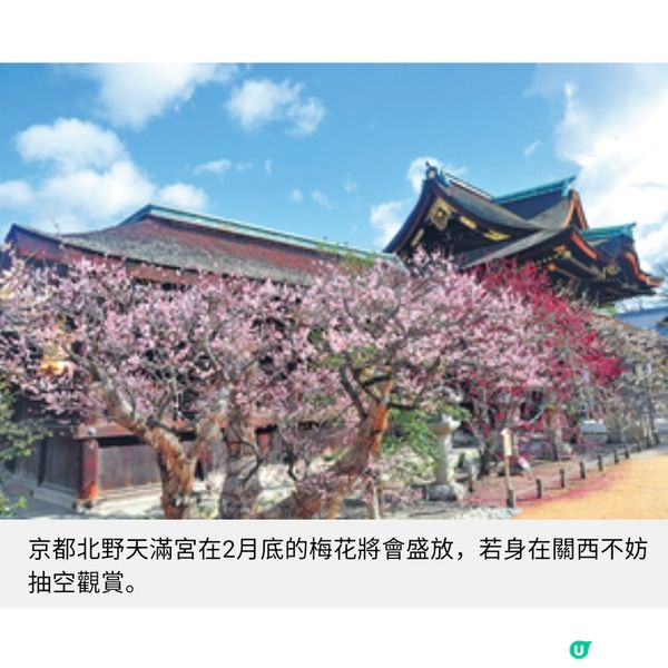 京都北野天滿宮 月底賞梅盛節