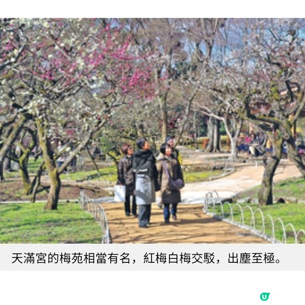 京都北野天滿宮 月底賞梅盛節