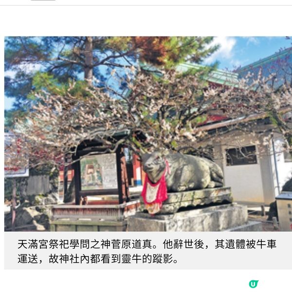 京都北野天滿宮 月底賞梅盛節