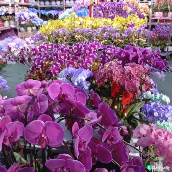 維園年宵勁墟冚！快啲嚟行🏃‍♀️💐