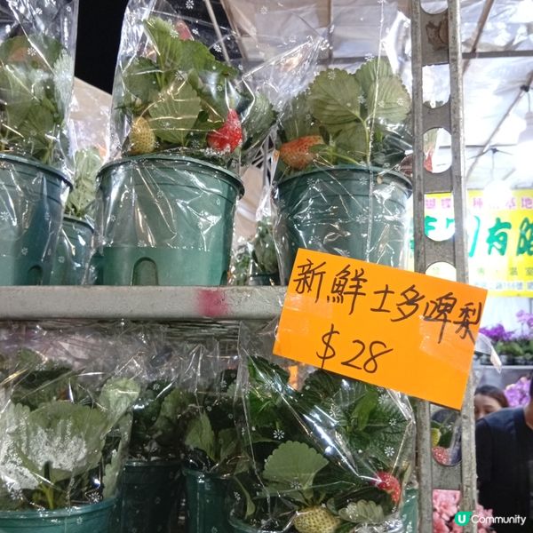 維園年宵勁墟冚！快啲嚟行🏃‍♀️💐