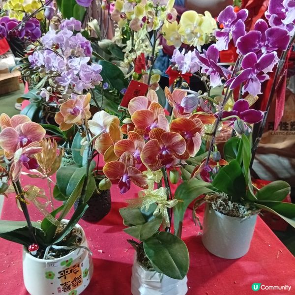 維園年宵勁墟冚！快啲嚟行🏃‍♀️💐