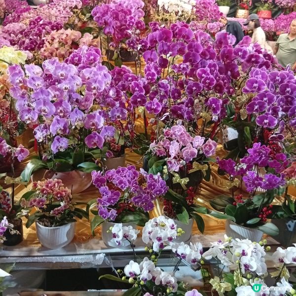 維園年宵勁墟冚！快啲嚟行🏃‍♀️💐