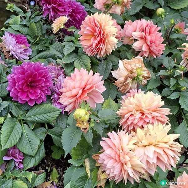 台北玫瑰園