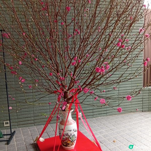 馬年行好運🧧開開心心迎新歲🎉