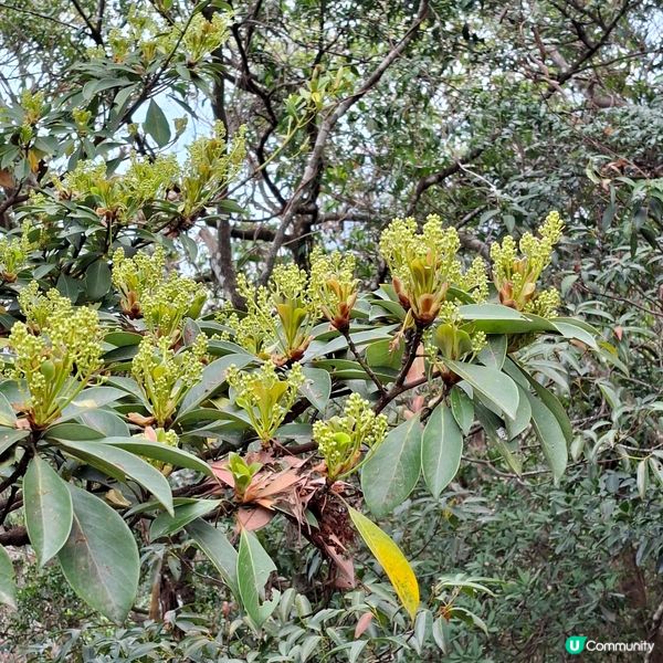 【行山】年初三行大運 尋找春日花蹤