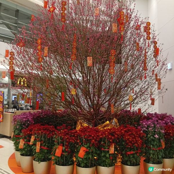 萌馬現身西寶城！新春好運到🧧✨