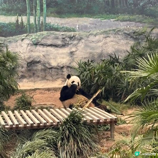 Panda 免費睇！ 🐼 爬蟲雀仔 7號開！ 🐍🐦