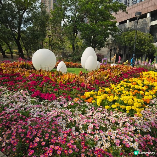 天水圍公園賞花去 🌸🌼