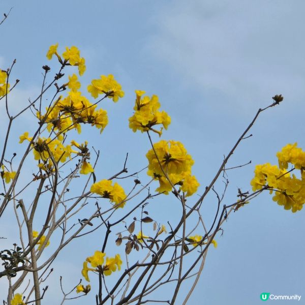 天水圍公園賞花去 🌸🌼