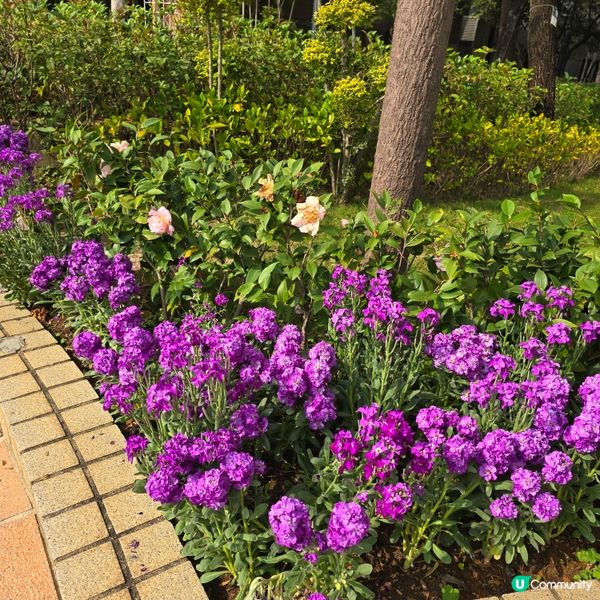 天水圍公園賞花去 🌸🌼