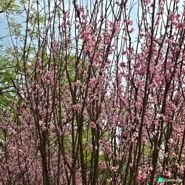 天水圍公園賞花去 🌸🌼