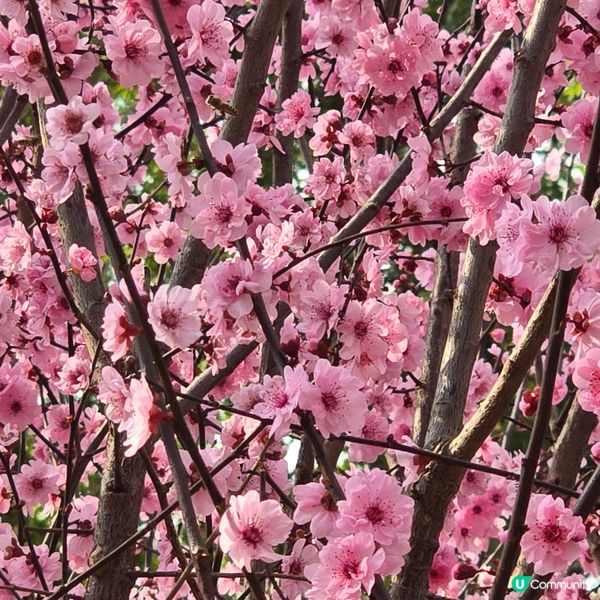 天水圍公園賞花去 🌸🌼