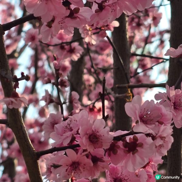天水圍公園賞花去 🌸🌼
