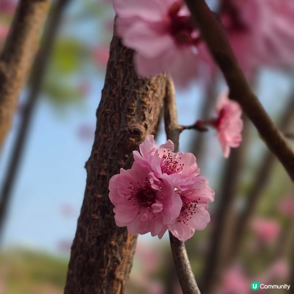 天水圍公園賞花去 🌸🌼