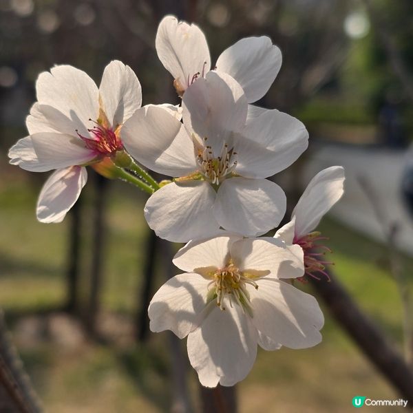 天水圍公園賞花去 🌸🌼